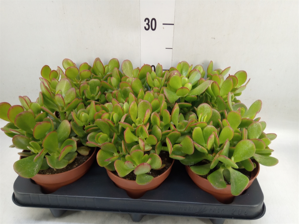 Горшечные цветы и растения оптом Echeveria   ... от 6шт из Голландии с доставкой по России