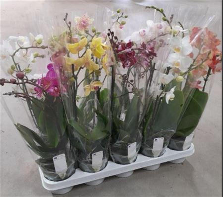 Горшечные цветы и растения оптом Phal Mltf Gemengd 2 Tak от 10шт из Голландии с доставкой по России