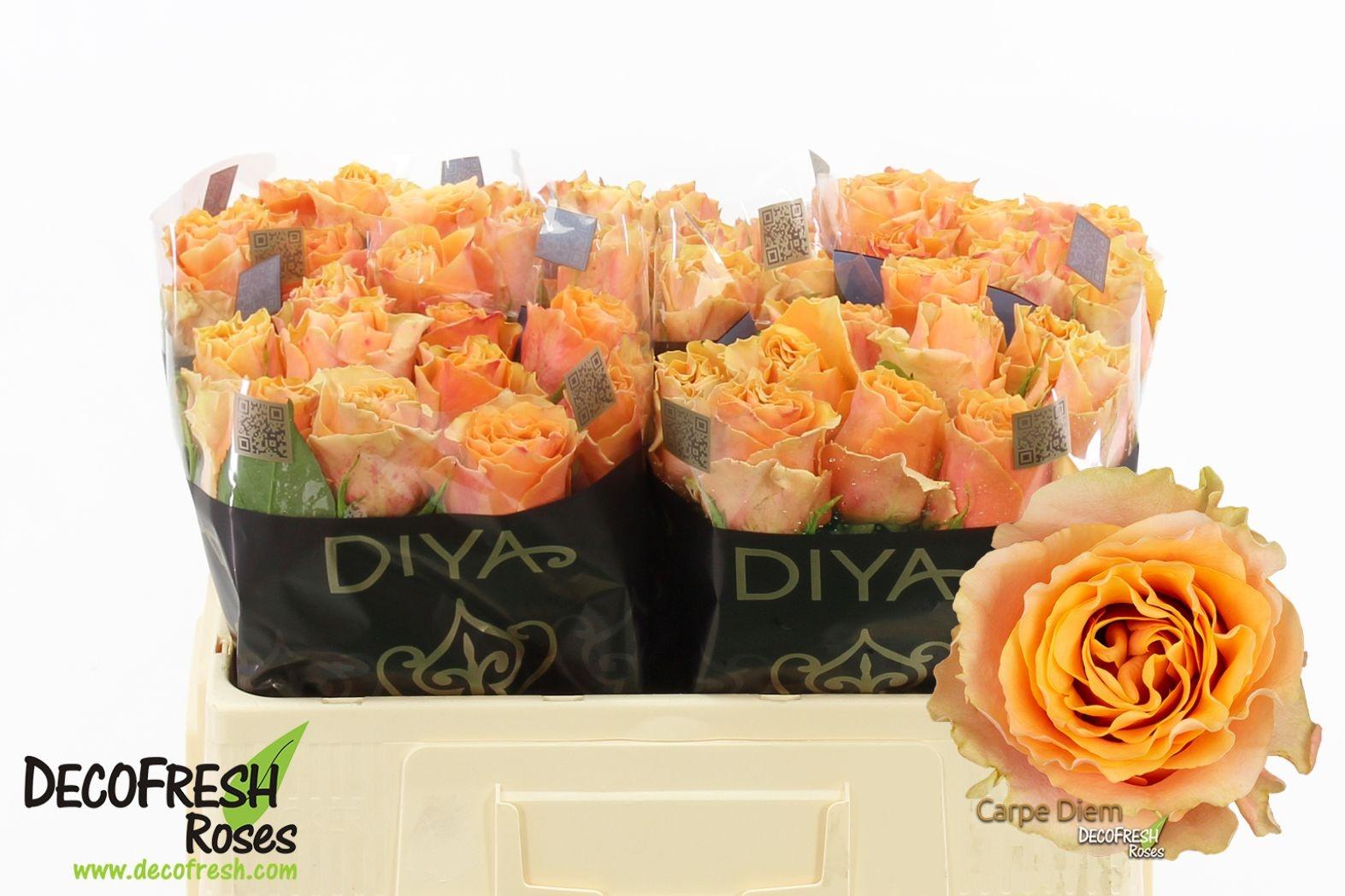 Срезанные цветы оптом Rosa large carpe diem от 50шт из Голландии с доставкой по России