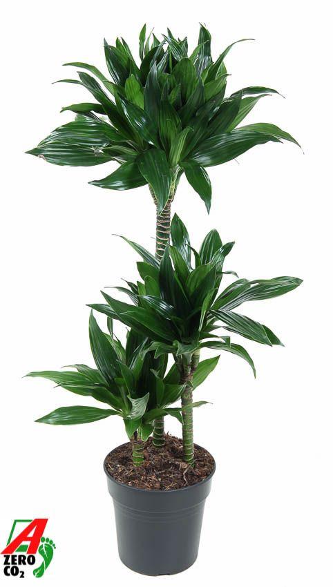 Горшечные цветы и растения оптом Drac Green Jewel 60-30-15 от 1шт из Голландии с доставкой по России