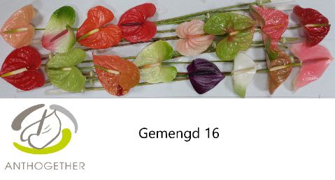 Срезанные цветы оптом Anthurium mix in box от 16шт... из Голландии с доставкой по России