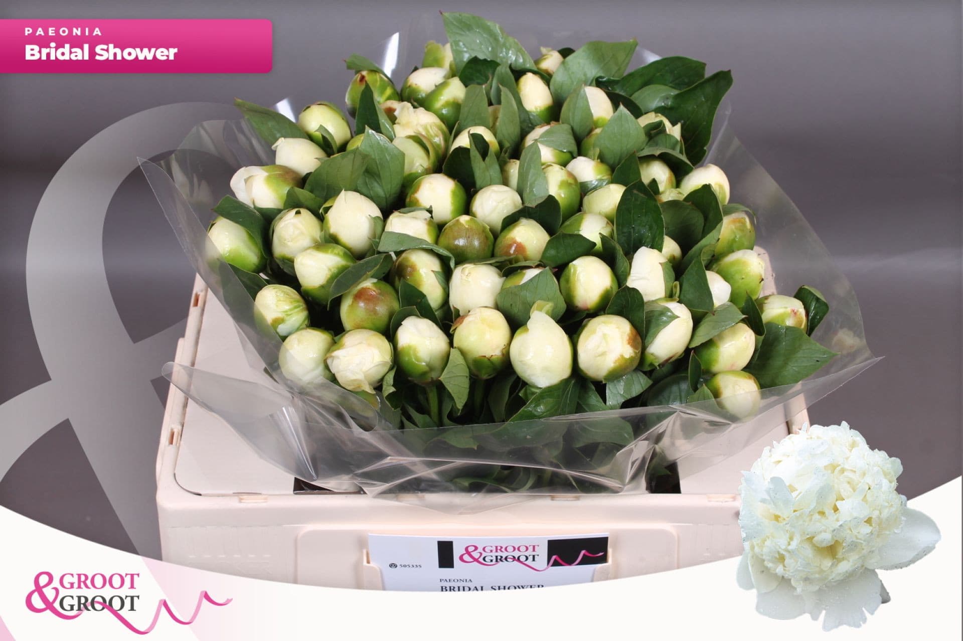 Срезанные цветы оптом Paeonia bridal shower от 60шт из Голландии с доставкой по России