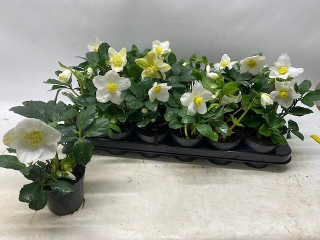 Горшечные цветы и растения оптом Hell Ni Little Star от 18шт (для телеги) из Голландии с доставкой по России