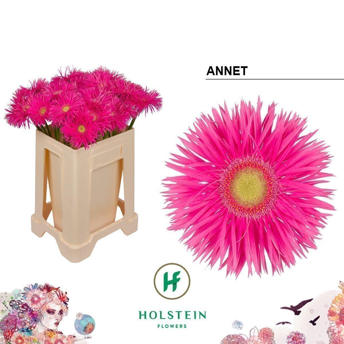 Срезанные цветы оптом Gerbera gerspider anne от 40шт из Голландии с доставкой по России