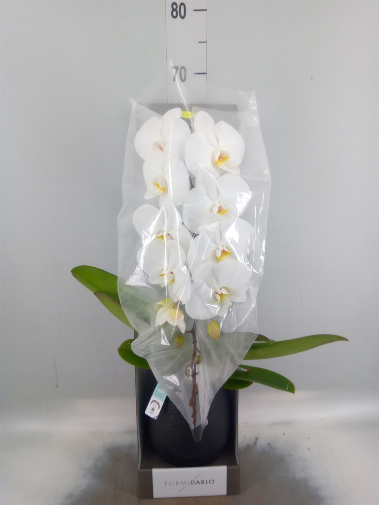 Горшечные цветы и растения оптом Phalaenopsis   ...white от 1шт из Голландии с доставкой по России