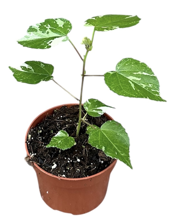 Горшечные цветы и растения оптом Hibiscus Variegata от 1шт из Голландии с доставкой по России