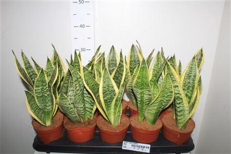 Горшечные цветы и растения оптом Sansev Futura Superb от 10шт из Голландии с доставкой по России