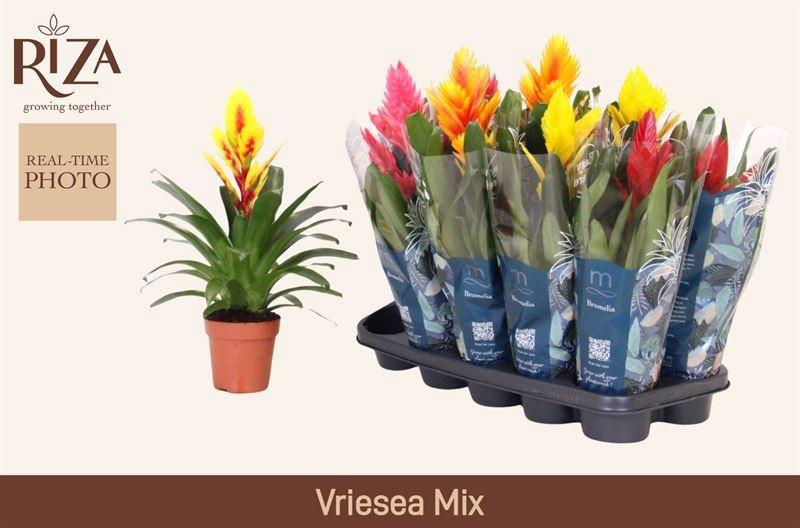 Горшечные цветы и растения оптом Vries Gem 5 Srt от 10шт из Голландии с доставкой по России