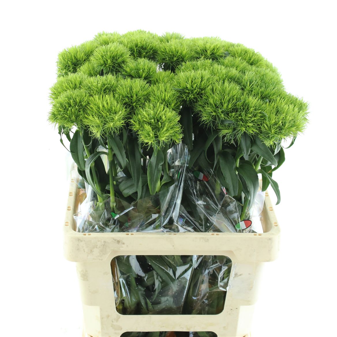 Срезанные цветы оптом Dianthus br barberats fesh от 50шт из Голландии с доставкой по России