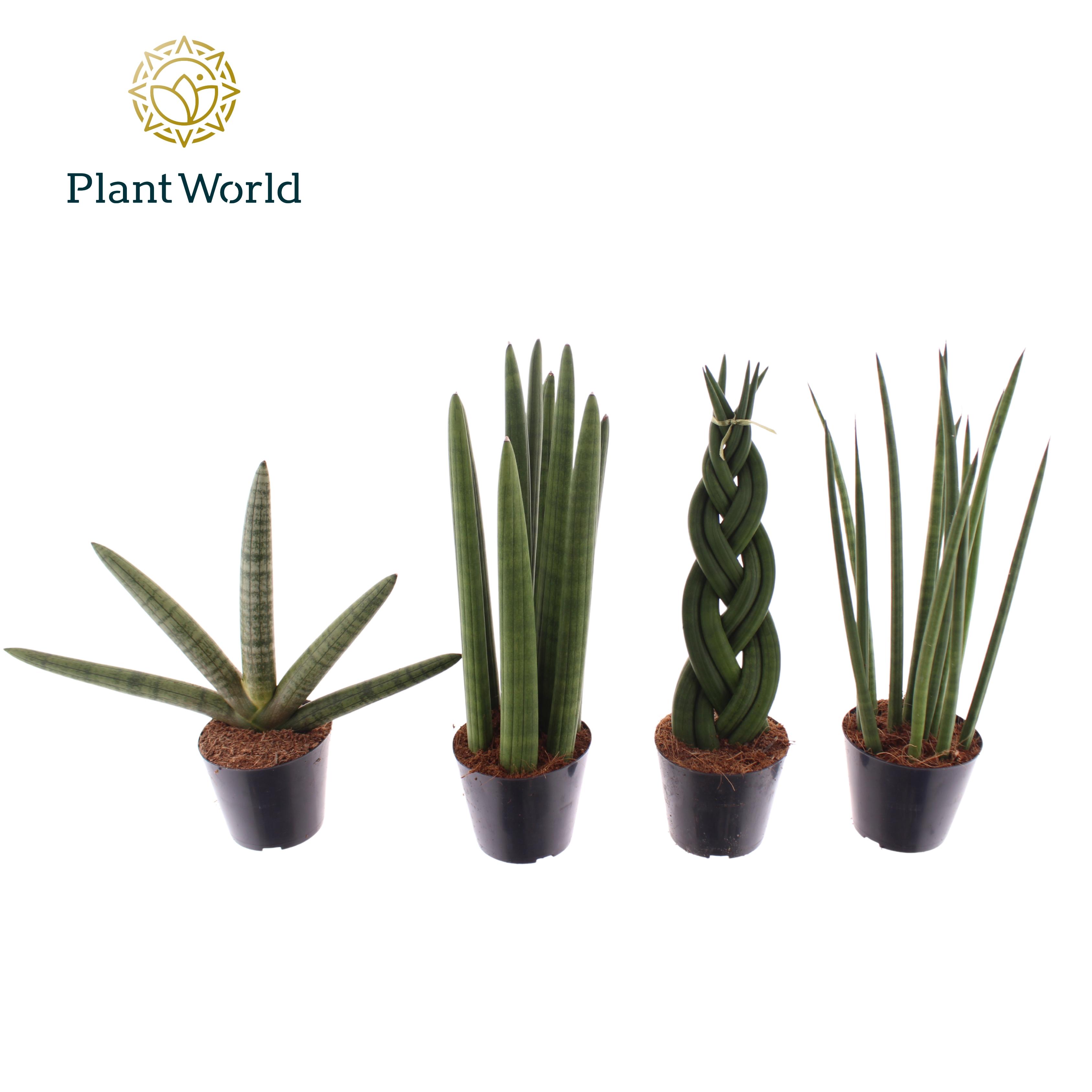 Горшечные цветы и растения оптом Sansevieria Mix от 12шт (для телеги) из Голландии с доставкой по России