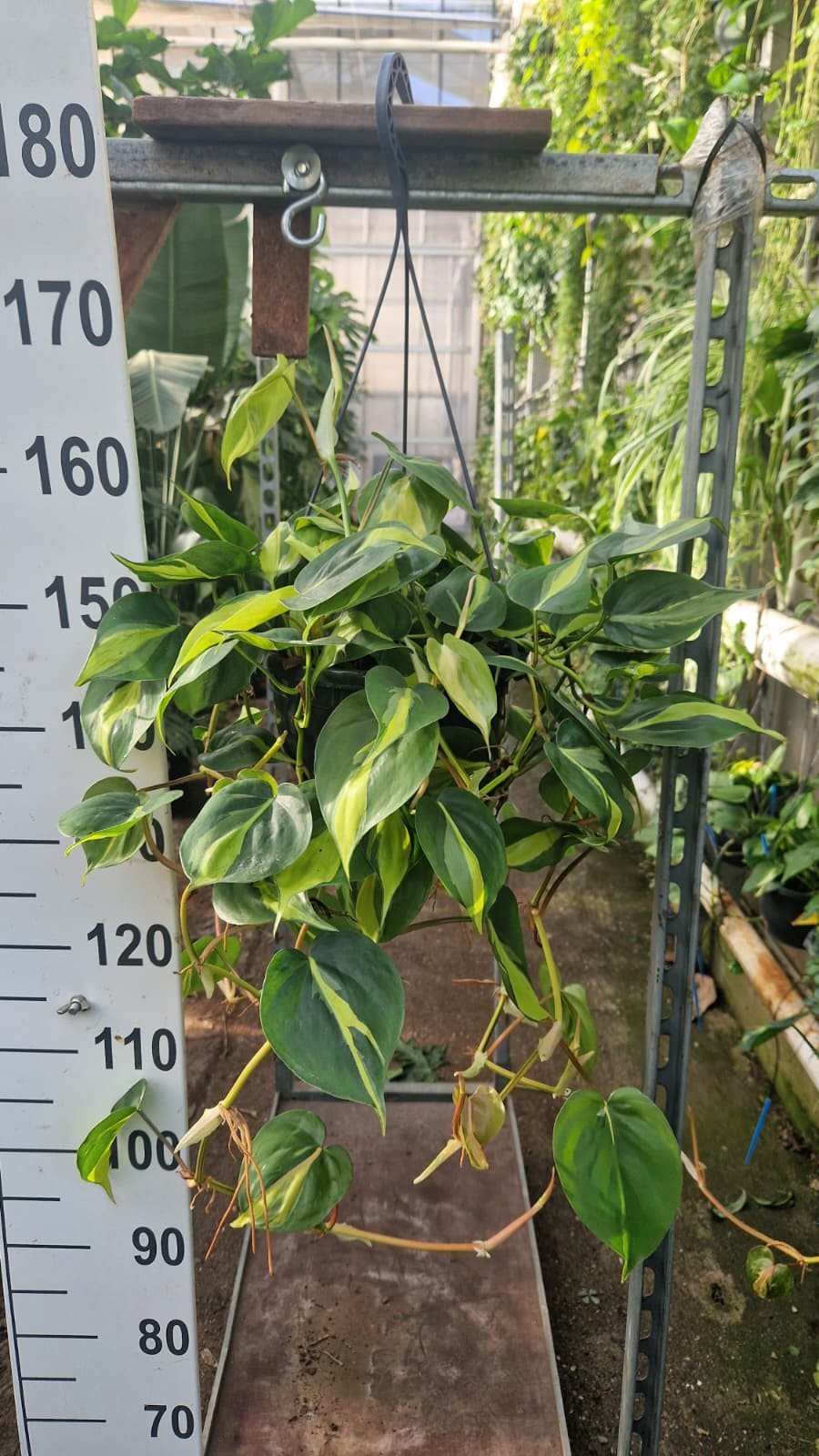Горшечные цветы и растения оптом Philodendron Brazil Hangpot от 2шт из Голландии с доставкой по России
