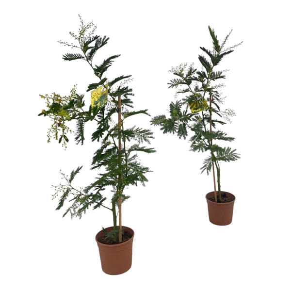 Горшечные цветы и растения оптом Mimosa Acacia Dealbata от 6шт из Голландии с доставкой по России