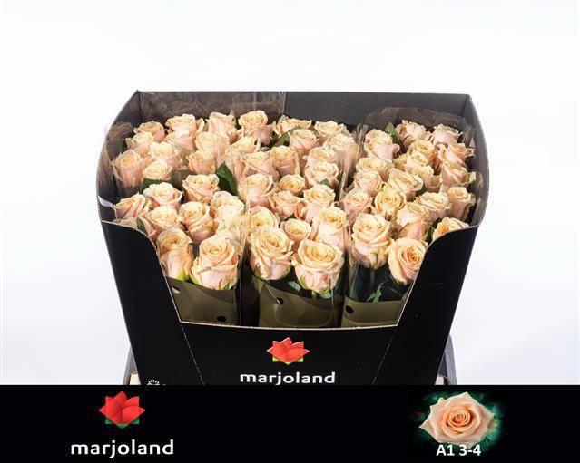 Срезанные цветы оптом Rosa large bellini! от 50шт из Голландии с доставкой по России