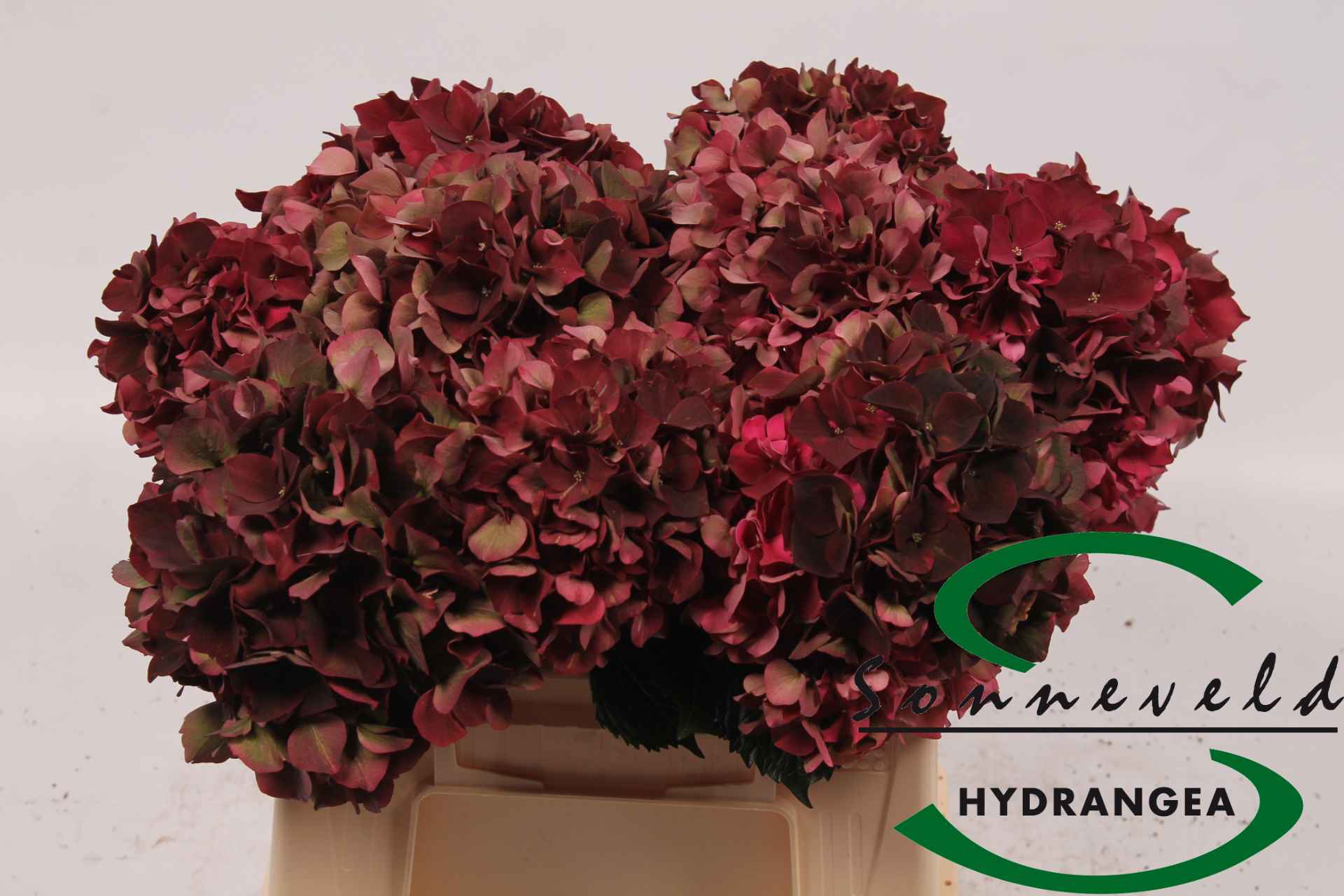 Срезанные цветы оптом Hydrangea mag ruby red classic от 10шт из Голландии с доставкой по России