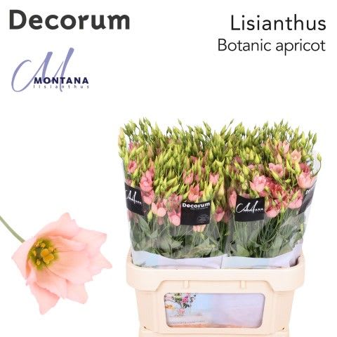 Срезанные цветы оптом Lisianthus do botanic apricot от 140шт из Голландии с доставкой по России