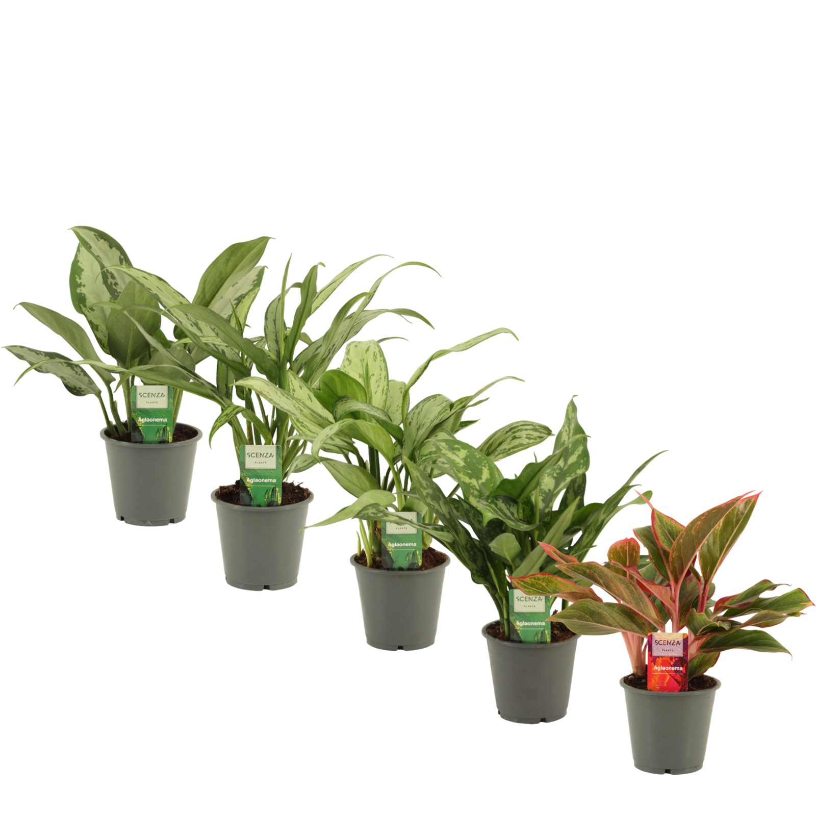 Горшечные цветы и растения оптом Aglaonema Mix от 10шт из Голландии с доставкой по России