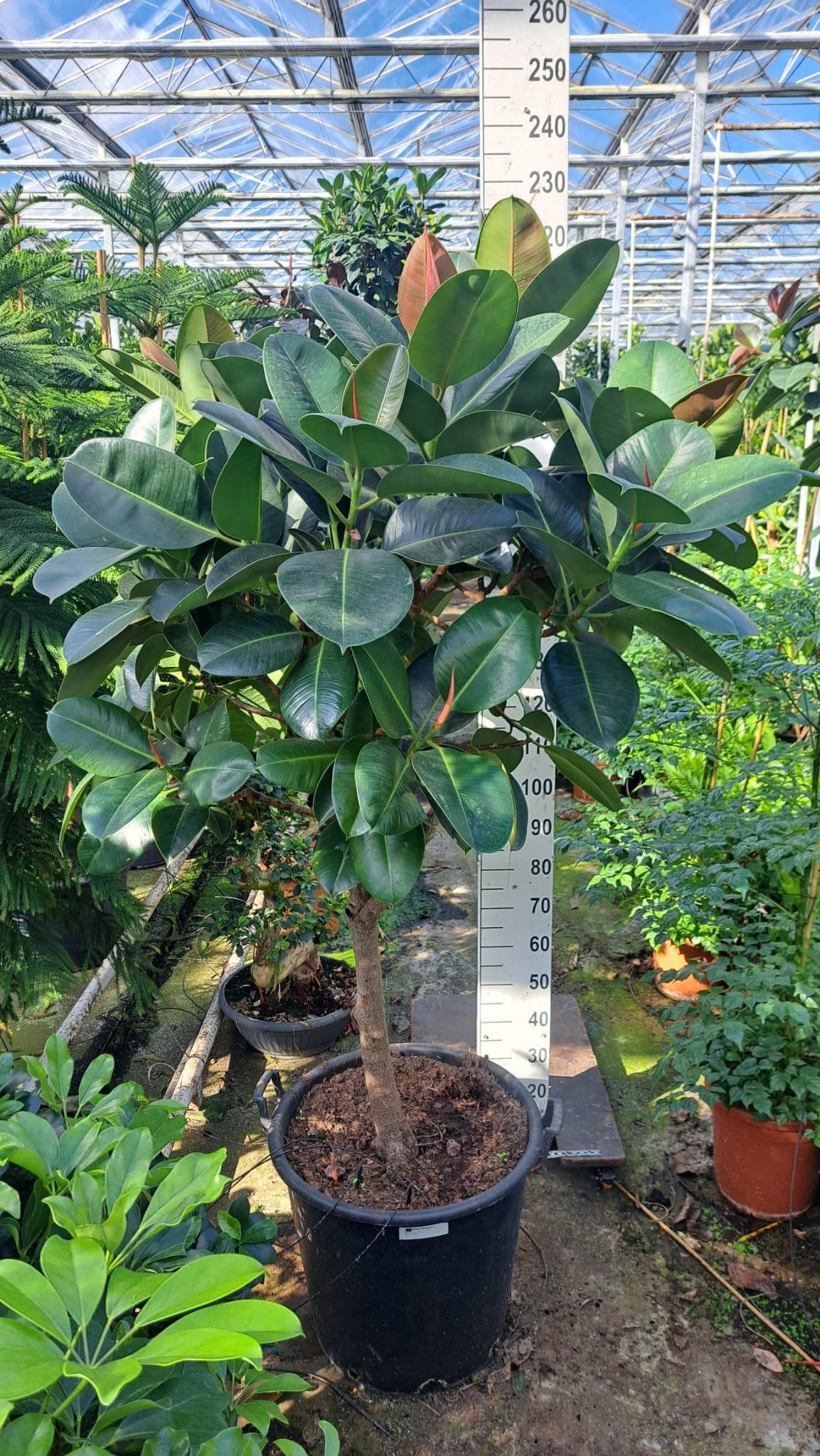 Горшечные цветы и растения оптом Ficus El Robusta On Stem Xxl от 1шт из Голландии с доставкой по России