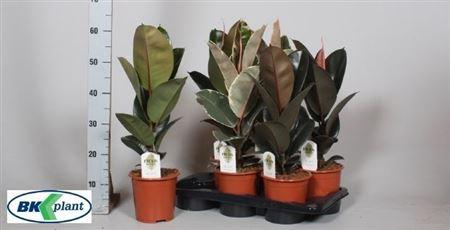 Горшечные цветы и растения оптом Ficus El Mix от 6шт из Голландии с доставкой по России