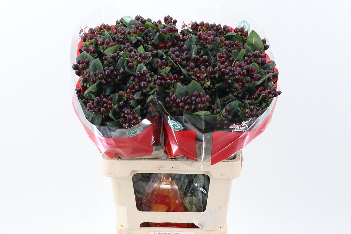 Срезанные цветы оптом Hypericum sweet romance от 50шт из Голландии с доставкой по России