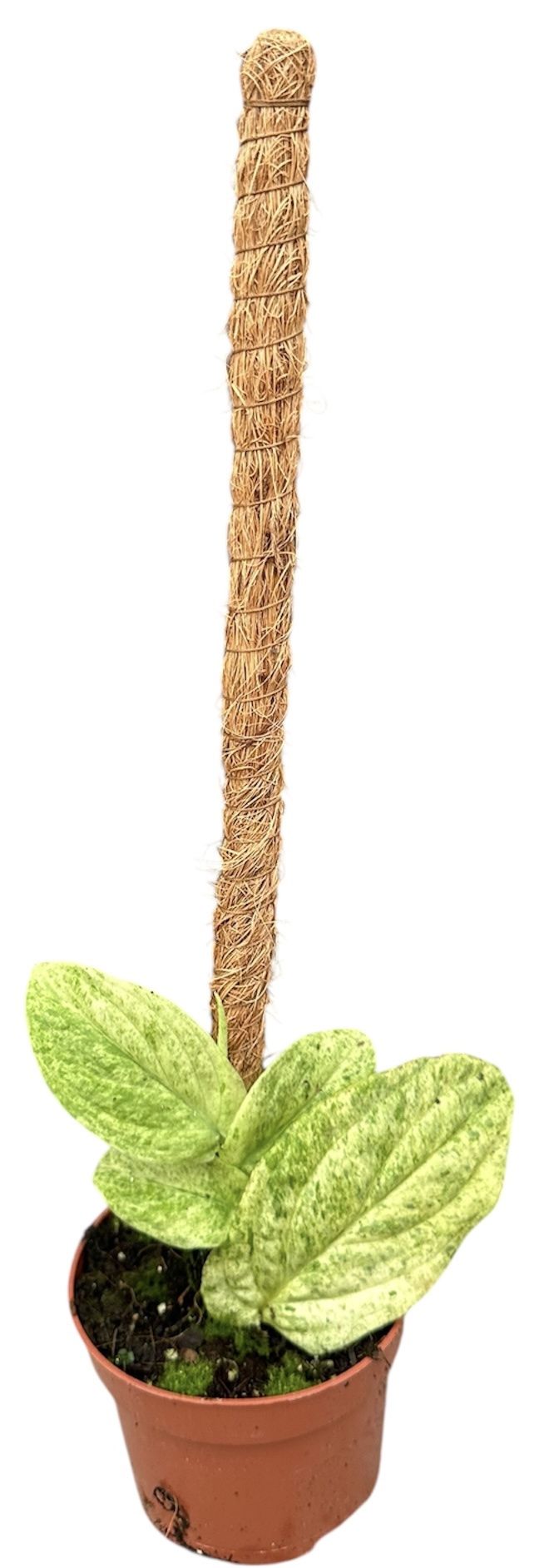 Горшечные цветы и растения оптом Rhaphidophora Korthalsii Marble Aurea от 1шт из Голландии с доставкой по России