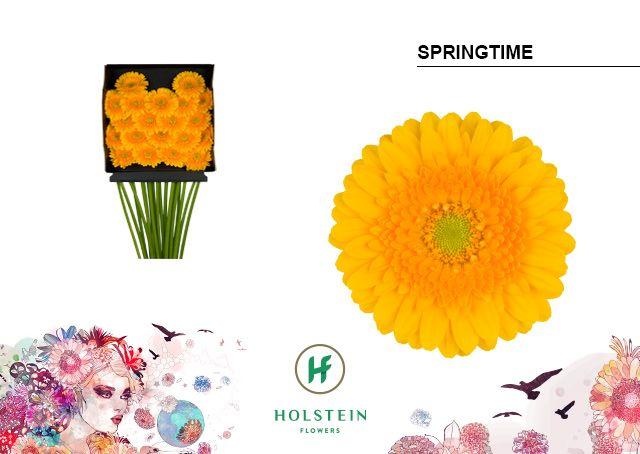 Срезанные цветы оптом Germini diamond springtime от 20шт из Голландии с доставкой по России