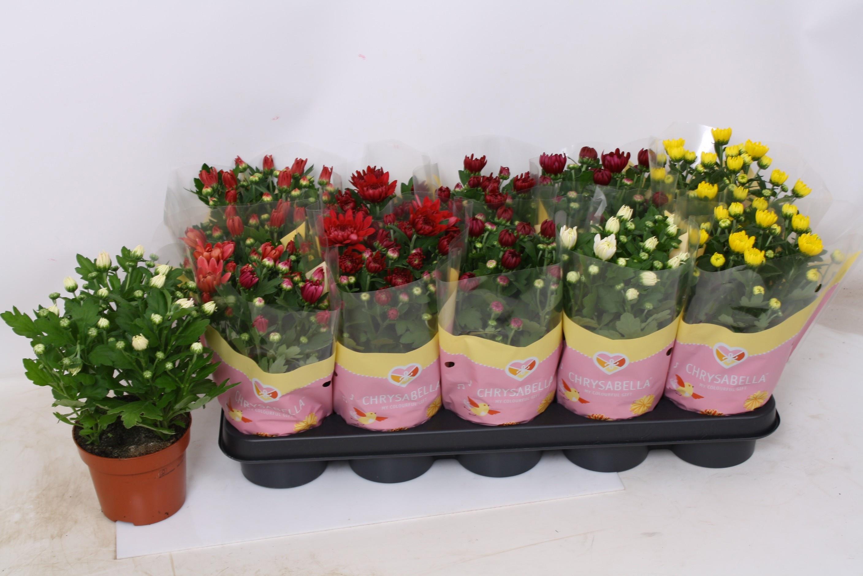 Горшечные цветы и растения оптом Chrys Gevuldbl Gem от 10шт из Голландии с доставкой по России