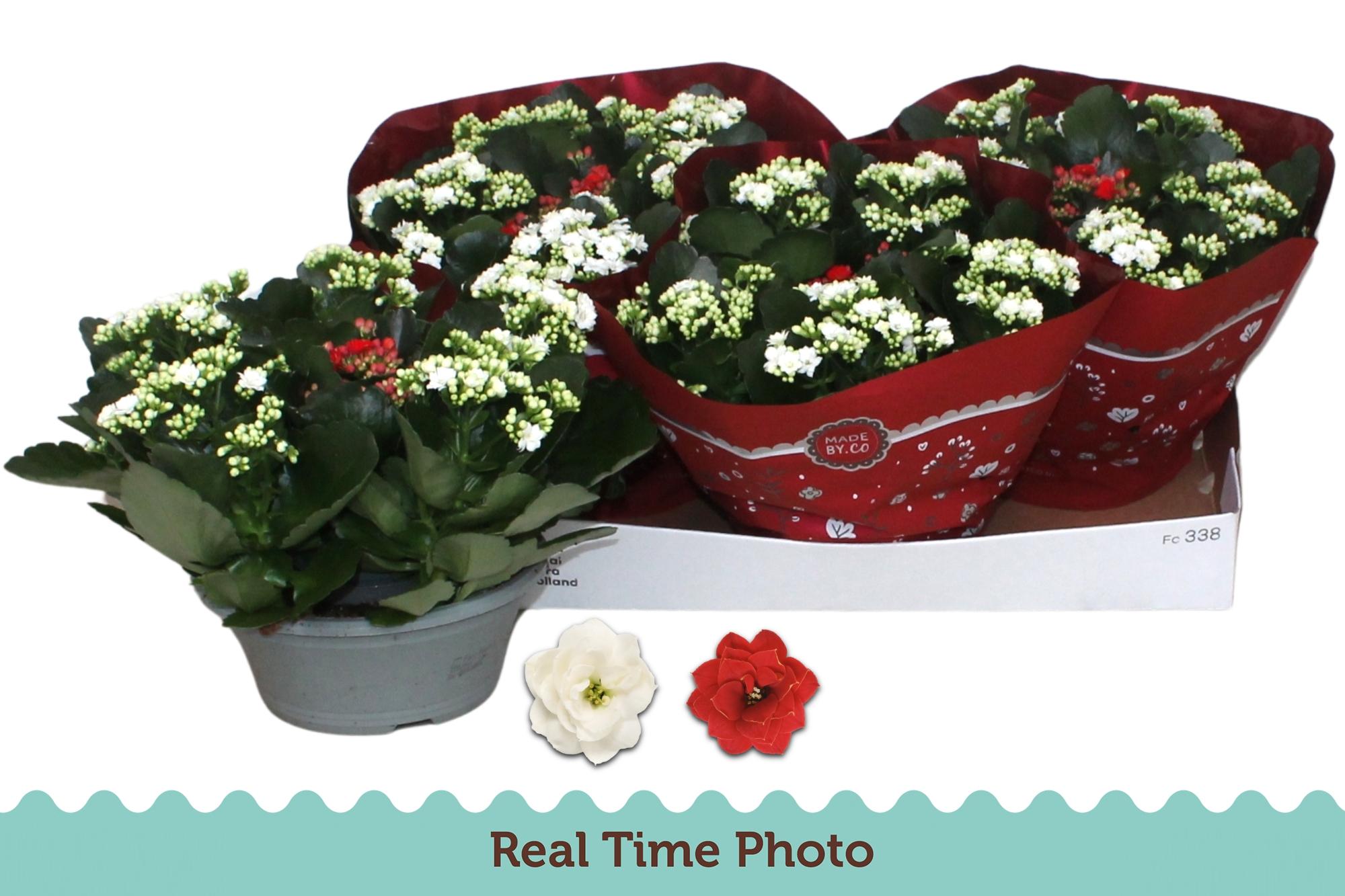 Горшечные цветы и растения оптом Kal Ge Gem 2 Kl от 3шт из Голландии с доставкой по России