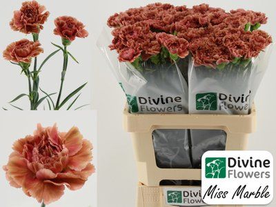 Срезанные цветы оптом Dianthus st miss marble от 80шт из Голландии с доставкой по России