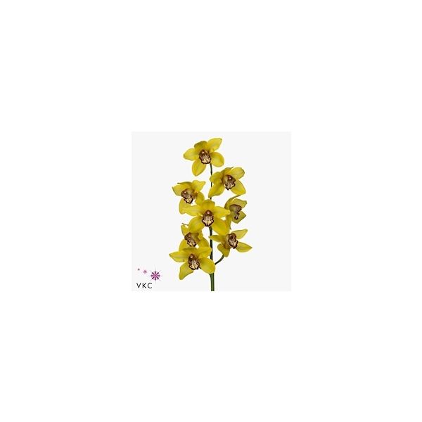 Срезанные цветы оптом Cymbidium yellow la vie stella от 12шт. из Голландии с доставкой по России