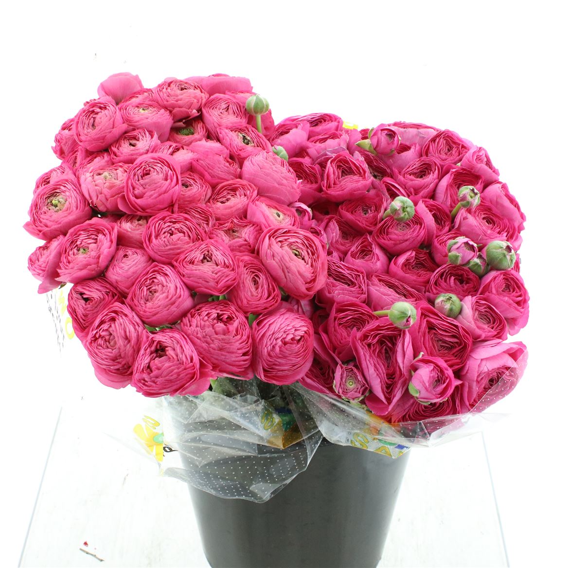 Срезанные цветы оптом Ranunculus succes flamingo от 100шт из Голландии с доставкой по России