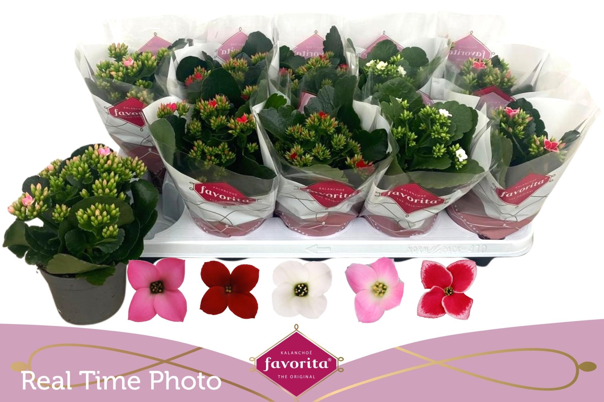 Горшечные цветы и растения оптом Kal En Gem 5 Kl от 10шт из Голландии с доставкой по России