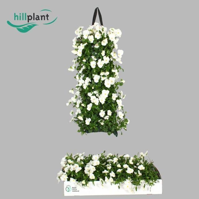 Горшечные цветы и растения оптом Vio Co Em White от 2шт из Голландии с доставкой по России