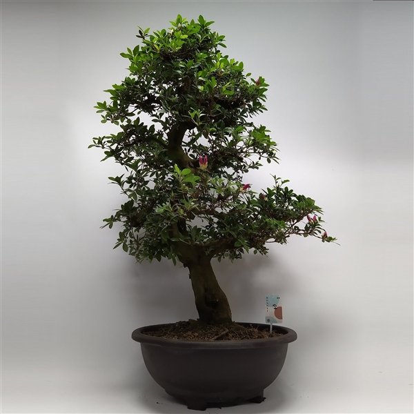 Горшечные цветы и растения оптом Satsuki Azalea от 1шт из Голландии с доставкой по России