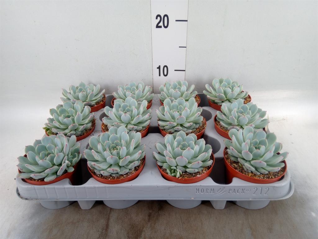 Горшечные цветы и растения оптом Echeveria Cuspidata от 12шт (для телеги) из Голландии с доставкой по России