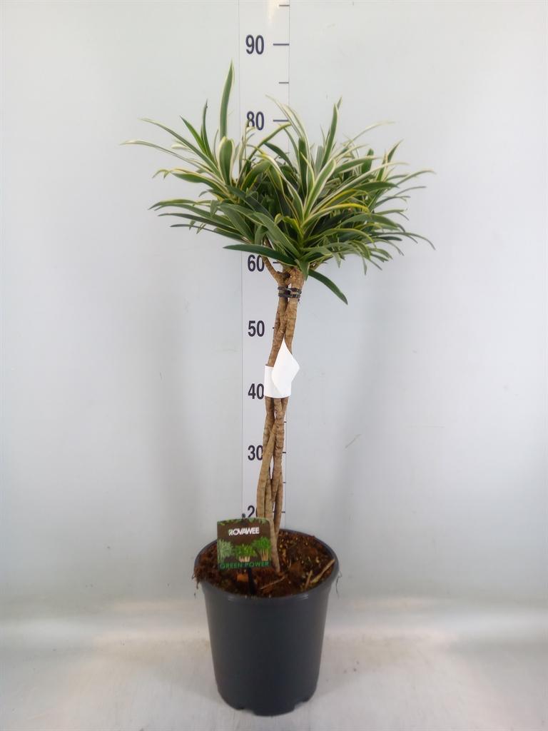 Горшечные цветы и растения оптом Dracaena Refl.   ... от 1шт из Голландии с доставкой по России