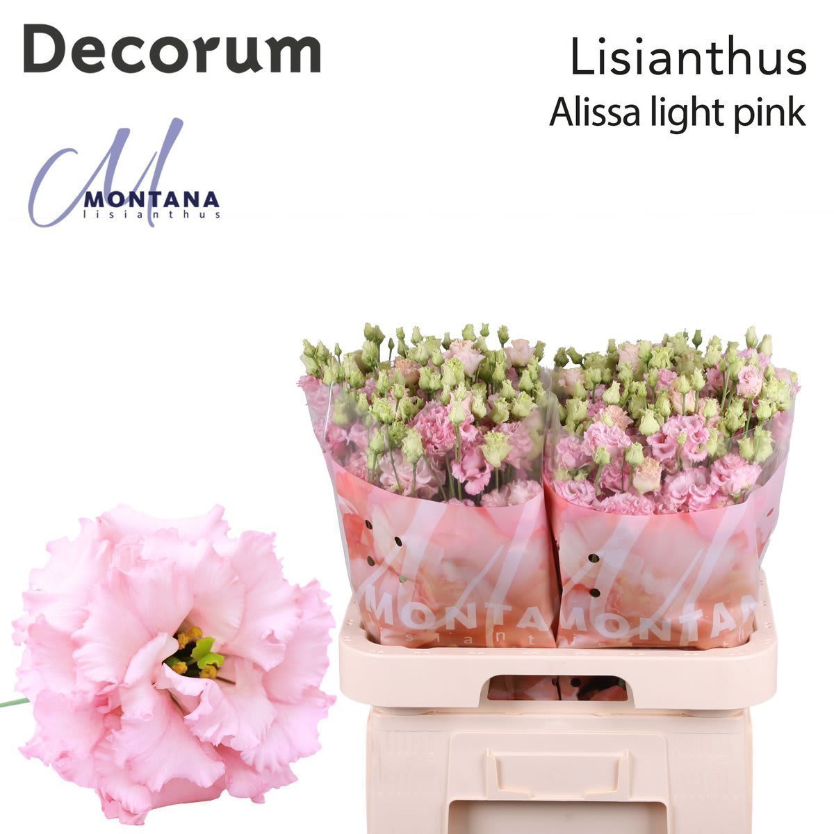 Срезанные цветы оптом Lisianthus do alissa light pink от 140шт.. из Голландии с доставкой по России