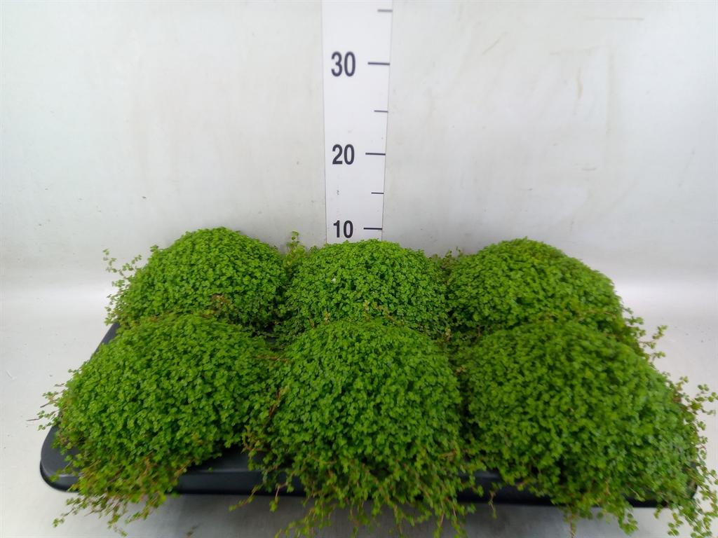 Горшечные цветы и растения оптом Soleirolia Soleirolii   ...green от 6шт из Голландии с доставкой по России