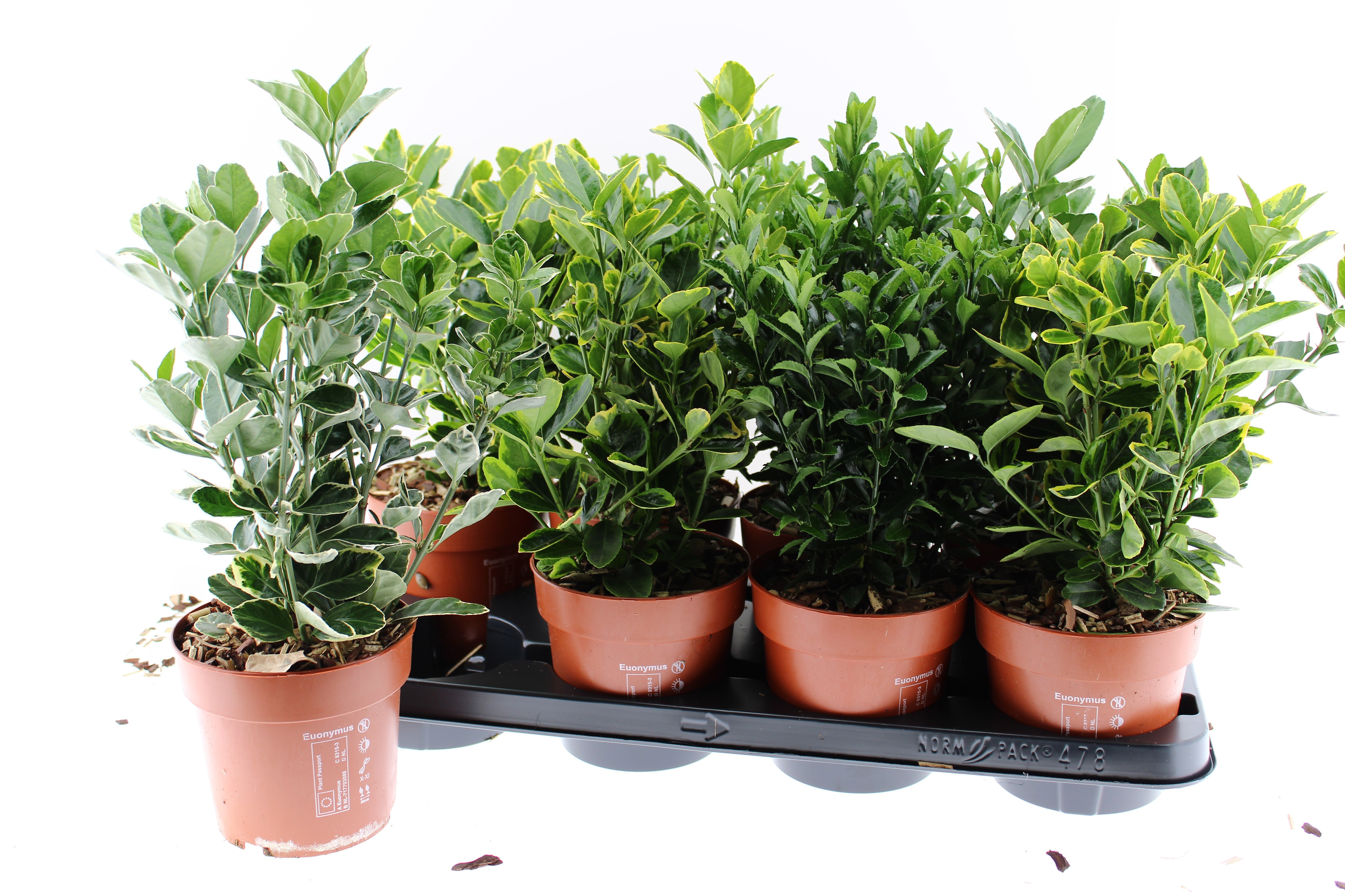 Горшечные цветы и растения оптом Euonymus Jap Gem от 8шт из Голландии с доставкой по России