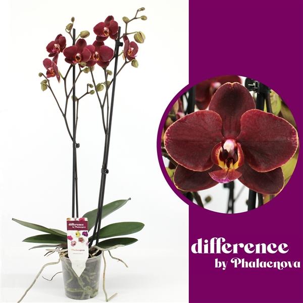 Горшечные цветы и растения оптом Phal 2st Ola 18+ (phalaenova) от 10шт из Голландии с доставкой по России
