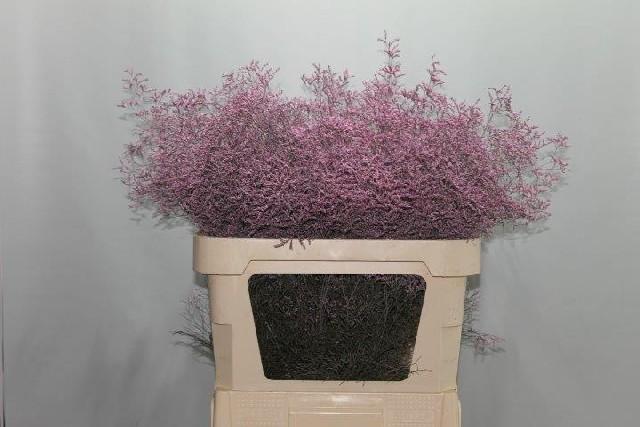 Срезанные цветы оптом Limonium paint pink light от 25шт из Голландии с доставкой по России