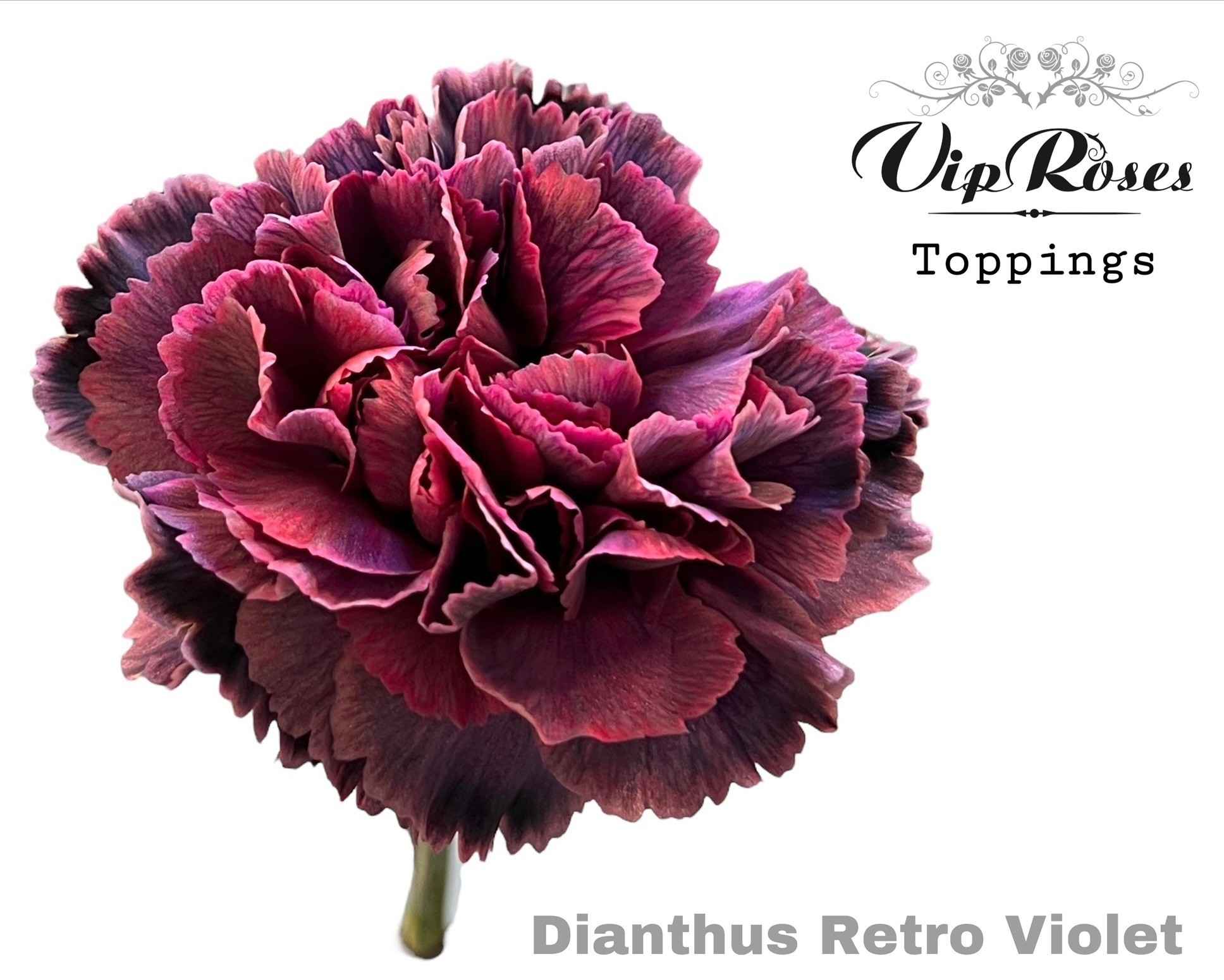 Срезанные цветы оптом Dianthus st paint retro violet от 40шт из Голландии с доставкой по России