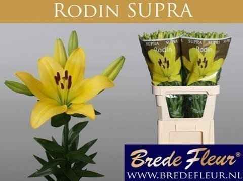 Срезанные цветы оптом Lilium la rodin supra от 40шт из Голландии с доставкой по России