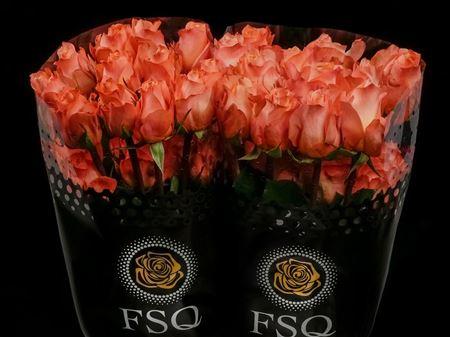 Срезанные цветы оптом Rosa ec coral reef от 40шт из Голландии с доставкой по России