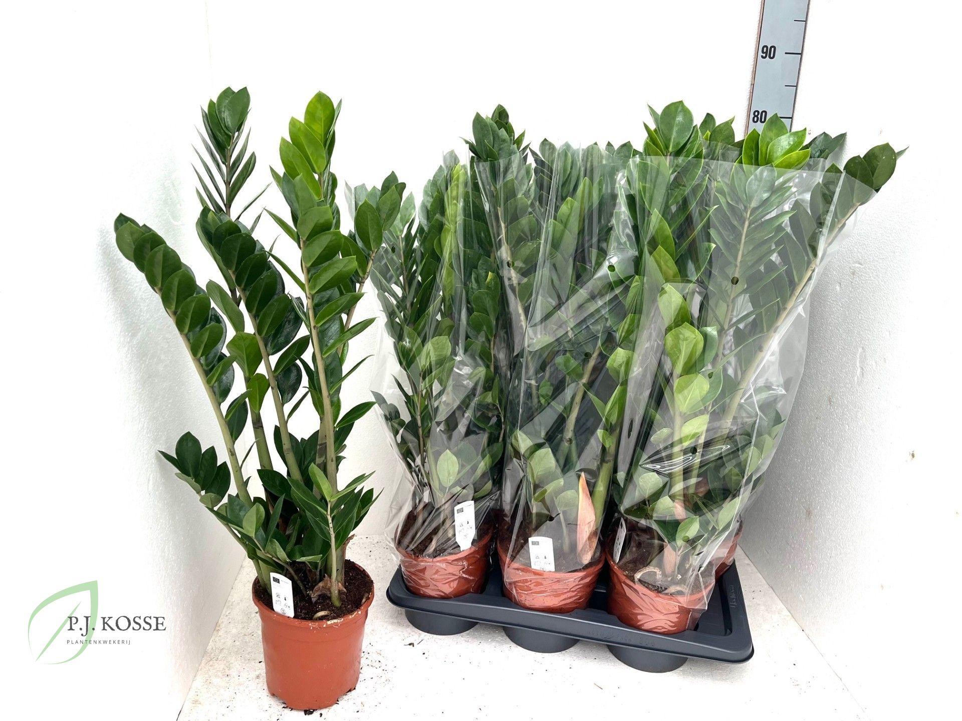 Горшечные цветы и растения оптом Zamio Zamiifolia от 6шт из Голландии с доставкой по России