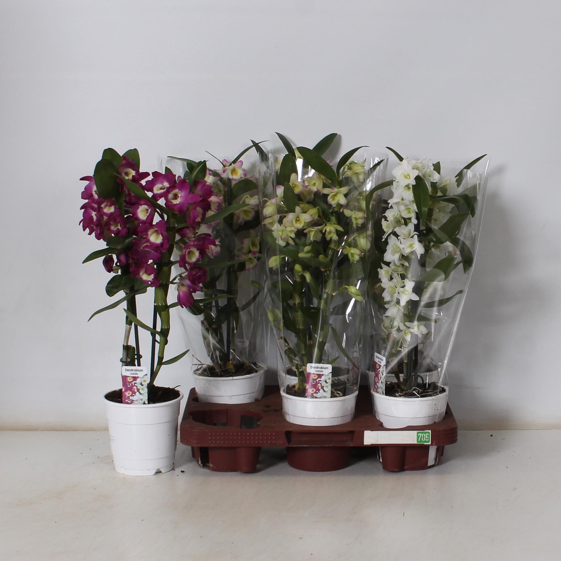 Горшечные цветы и растения оптом Dendr N Gem от 6шт из Голландии с доставкой по России