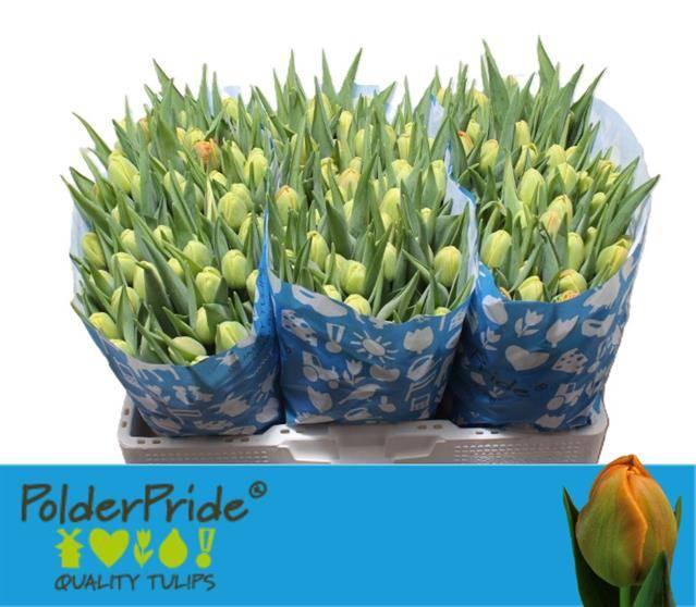 Срезанные цветы оптом Tulipa do icoon от 150шт из Голландии с доставкой по России