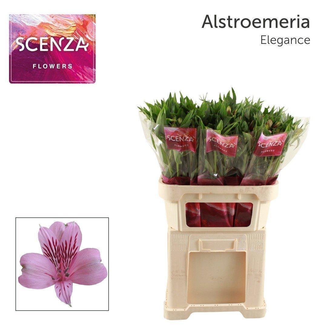 Срезанные цветы оптом Alstroemeria elegance от 60шт. из Голландии с доставкой по России