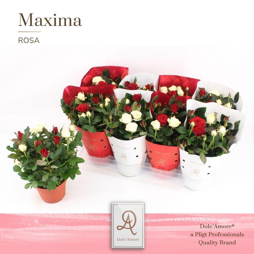 Горшечные цветы и растения оптом Rosa Amorosa Mix от 8шт из Голландии с доставкой по России