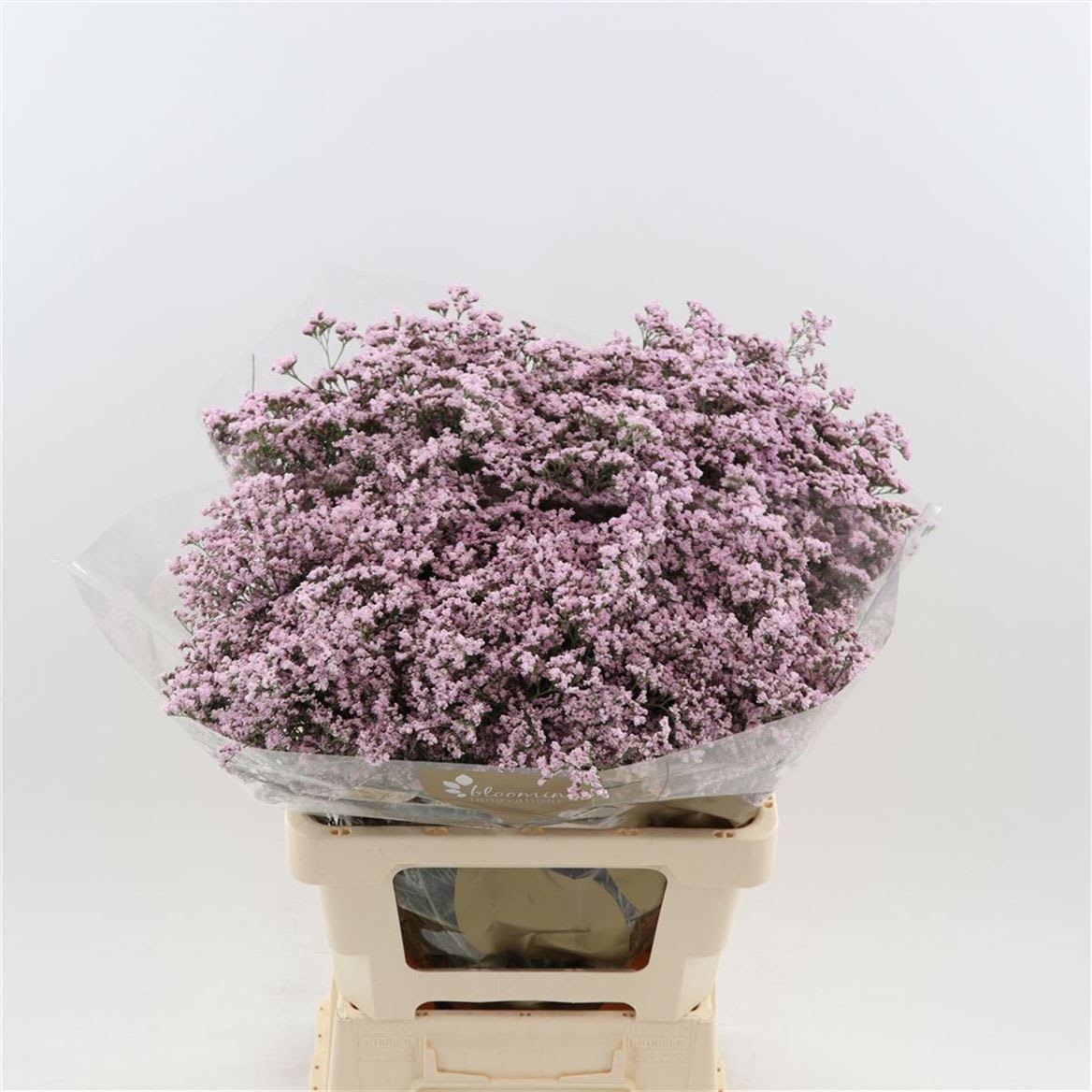 Срезанные цветы оптом Limonium safora oshi pink от 600шт из Голландии с доставкой по России