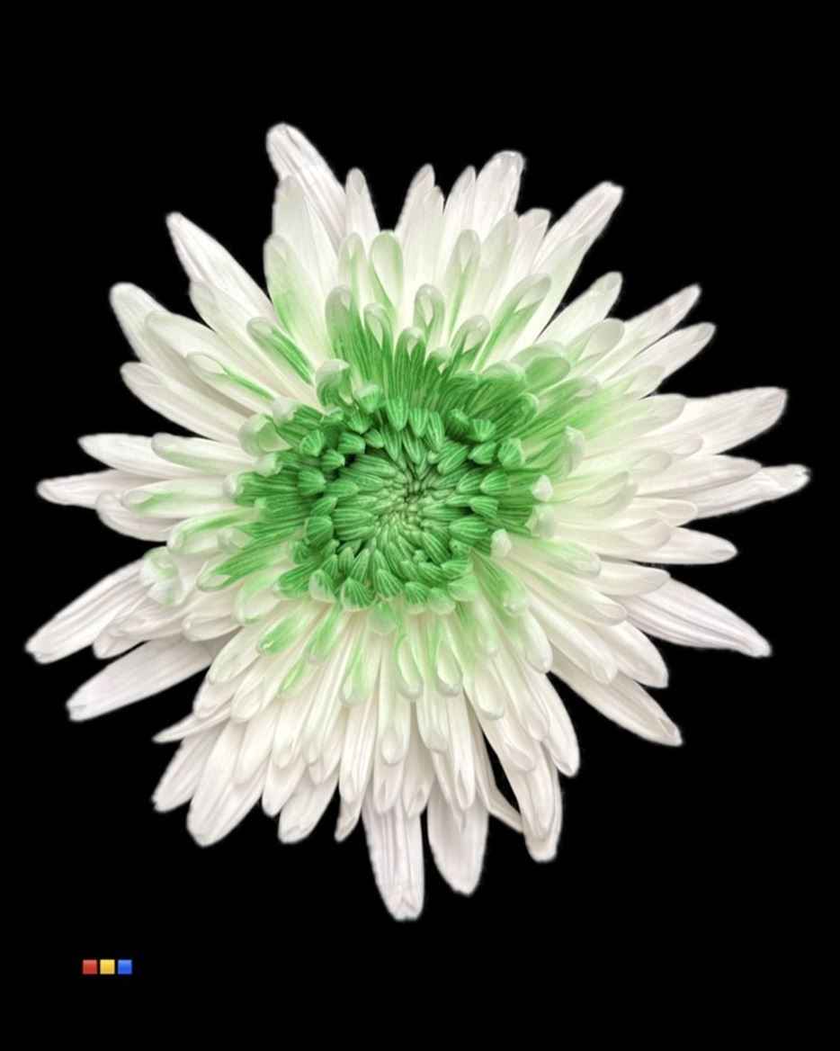 Срезанные цветы оптом Chrys bl paint anastasia white-green eye от 40шт из Голландии с доставкой по России
